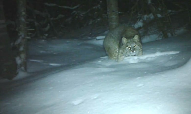 A small cat-like animal is caught on camerat night in the snow.