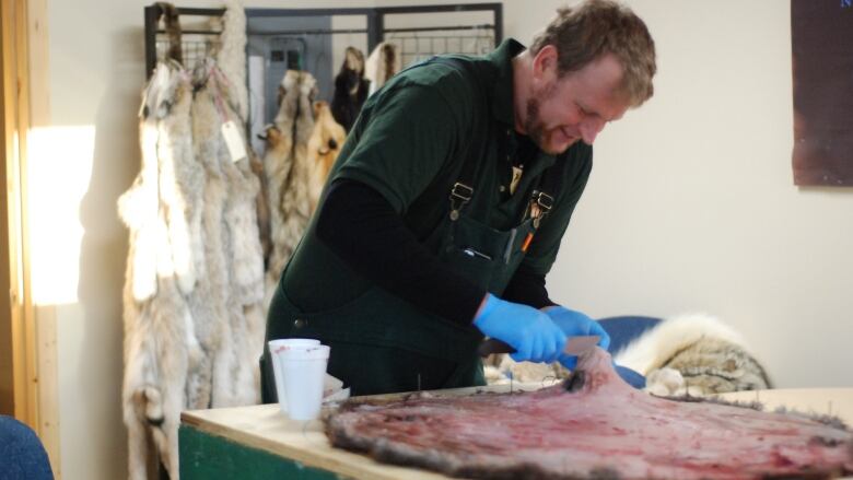 A man works on an animal pelt in a workshop.