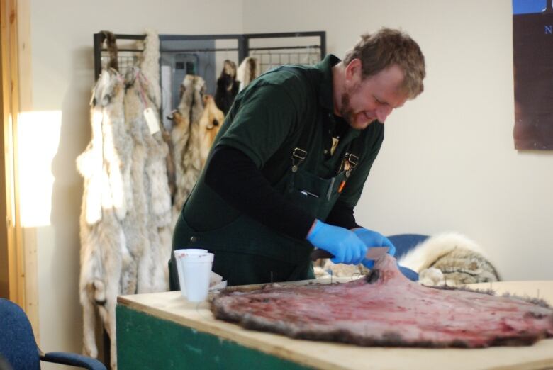 A man works on an animal pelt in a workshop.