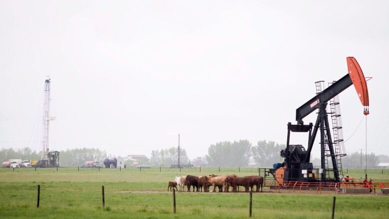 A service rig, left, and a pumpjack in a Saskatchewan oilfield. A cluster of cows stand nearby. 