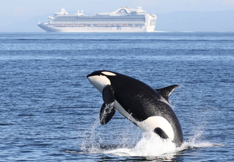 The Raincoast Conservation Foundation is urging the federal government to increase vessel buffer distances to further protect endangered southern resident killer whales.