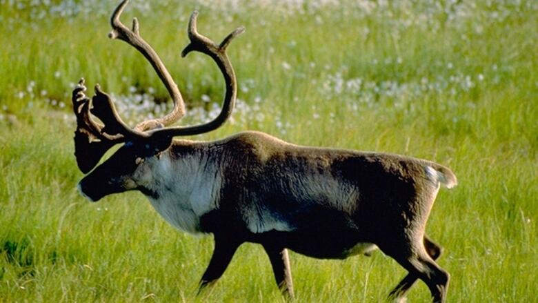 A bull caribou on grassland.