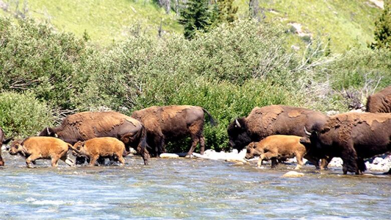 Bison calves walk with their guardians last summer in Banff's Panther Valley.