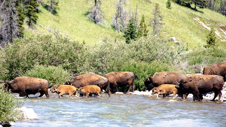 Bison calves walk with their guardians last summer in Banff's Panther Valley.