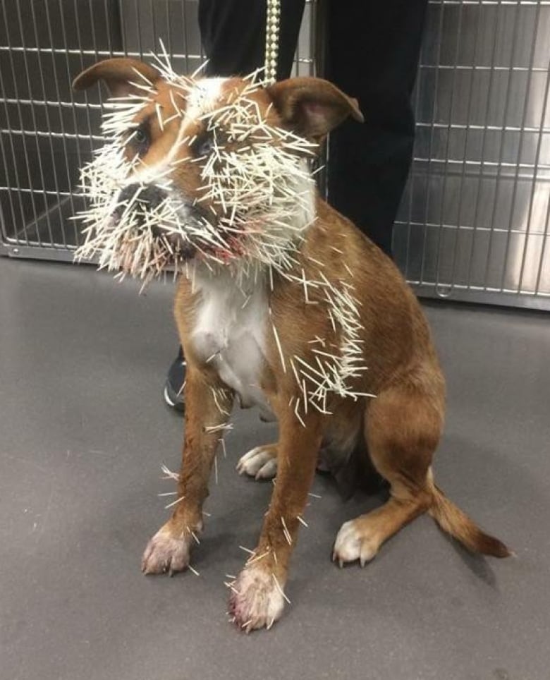 Dog with hundreds of quills in his body