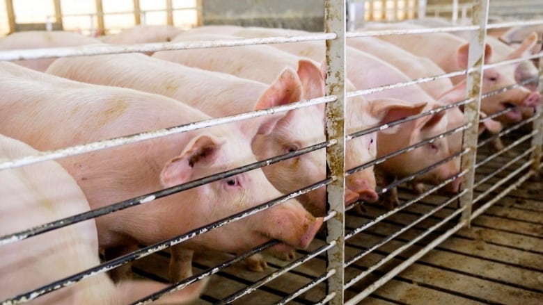 A group of pigs stand in a shed behind a metal fence.