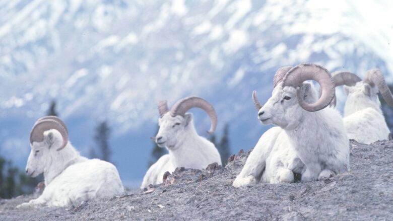 A group of Dall sheep sit on a mountain.