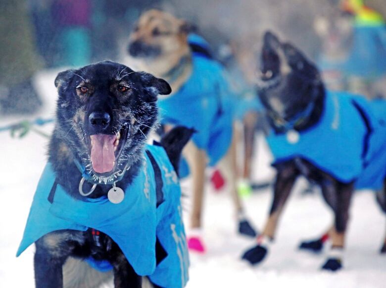 Sled dogs in blue vests stand in the snow.