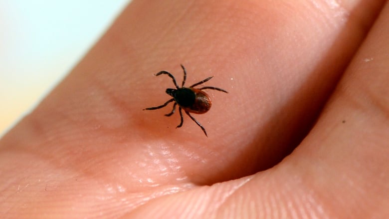 An adult blacklegged tick.