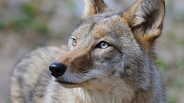 A coyote with blonde fur and black nose stares into the distance. 