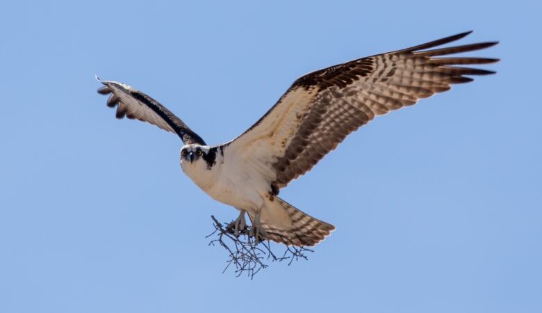 Osprey in flight, carrying twigs.