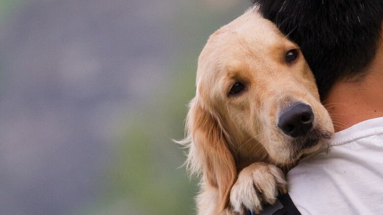 A large golden retriever dog looking over a person's shoulder