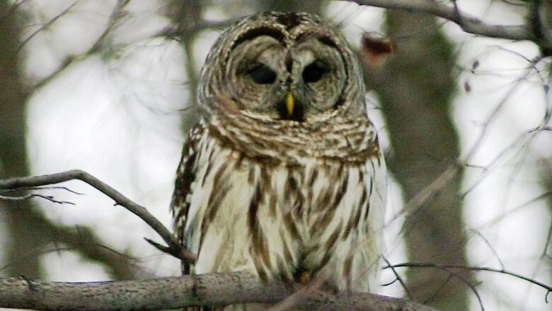 A brown and white owl looks down from a tree branch.