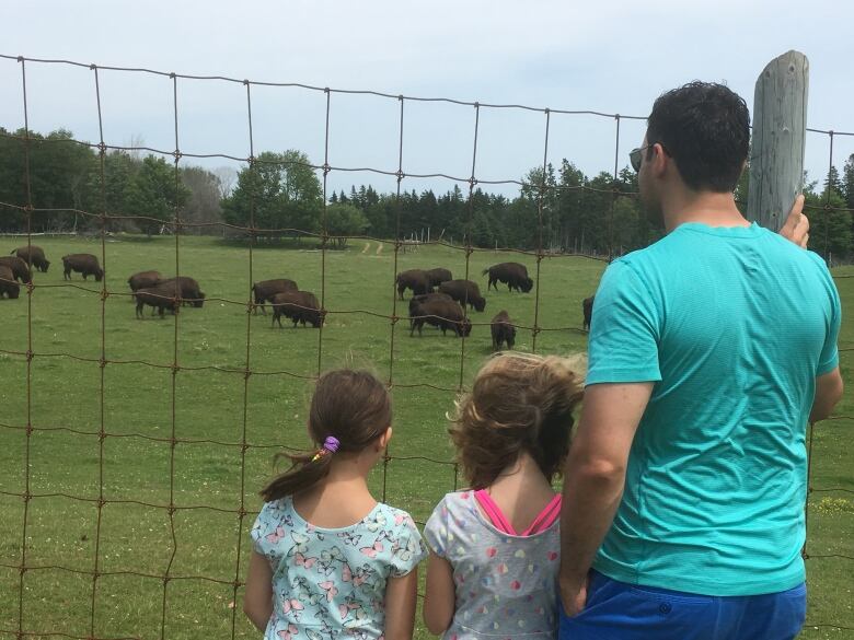 Man and two girls watch a field of buffaloes.