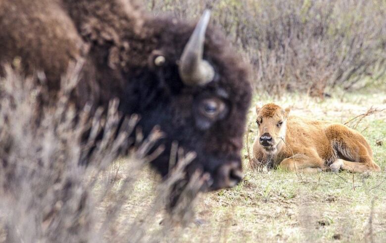 A bison calf rests while its mother watches in Banff National Park in a handout photo from Parks Canada. THE CANADIAN PRESS/HO-Parks Canada-Karsten Heuer