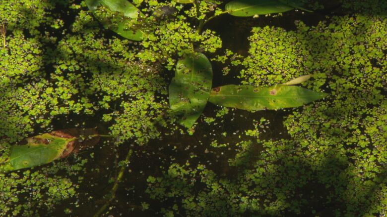 Blue-green algae 