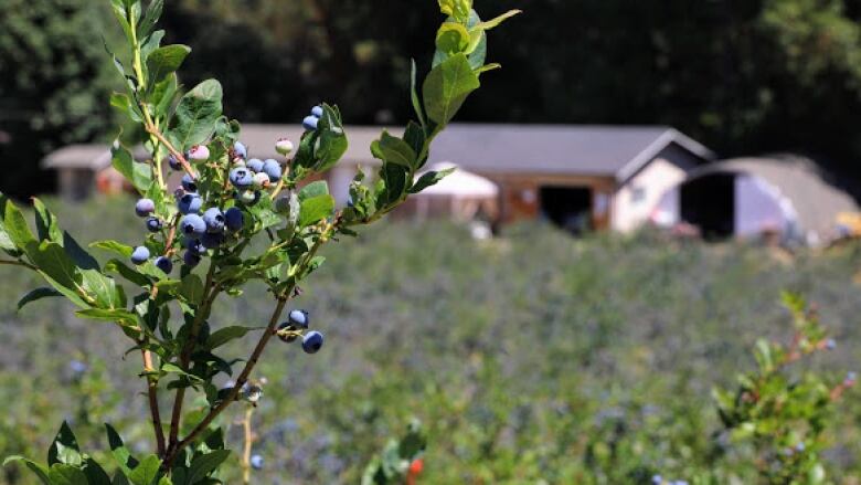 Blueberries are pictured being grown on a farm.