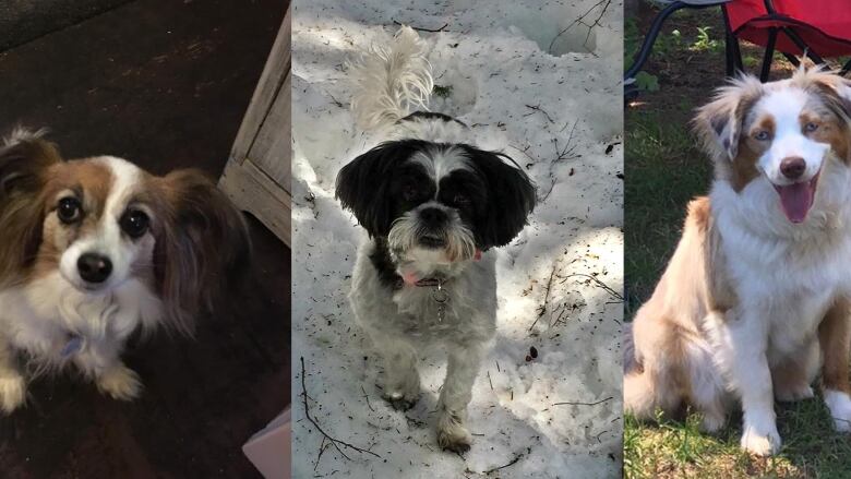 Side-by-side compilation of pictures of three dogs. 