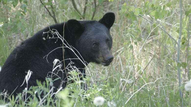 a small black bear sits in tall grass