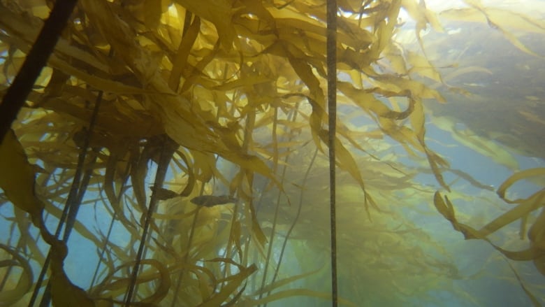 kelp forest