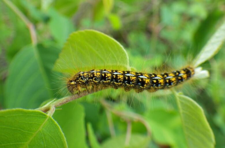 tent caterpillar on a leaf