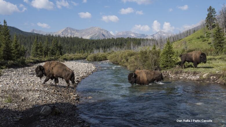 Banff bison cross the Panther River. For the next three years, bison will be free-roaming a large area in the remote eastern slopes of Banff National Park, Parks Canada said Thursday.