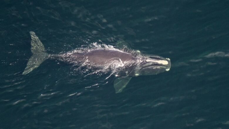 An aerial shot of a North Atlantic right whale.