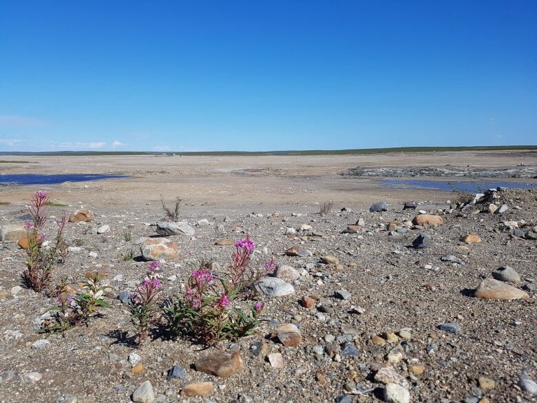 A rocky ground with pools of water in the background has a tiny patch of fireweed growing in the foreground. 