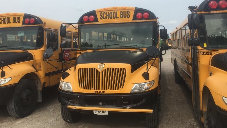 A row of yellow school busses. 