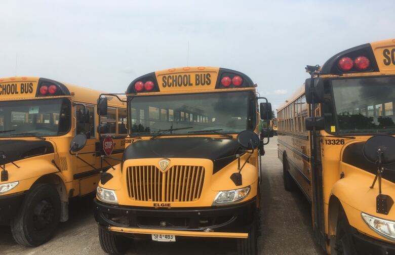 A row of yellow school busses. 