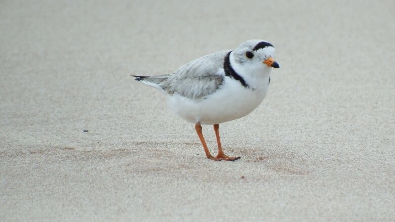 A piping plover on a beach 