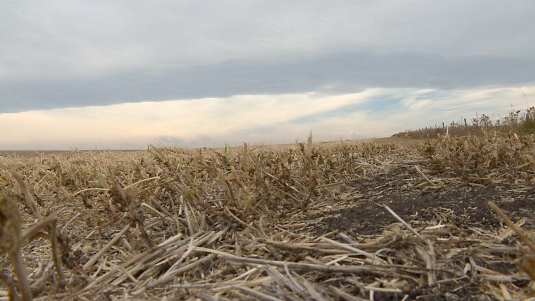 A dry, harvested farm field is seen from a low-to-the-ground perspective.