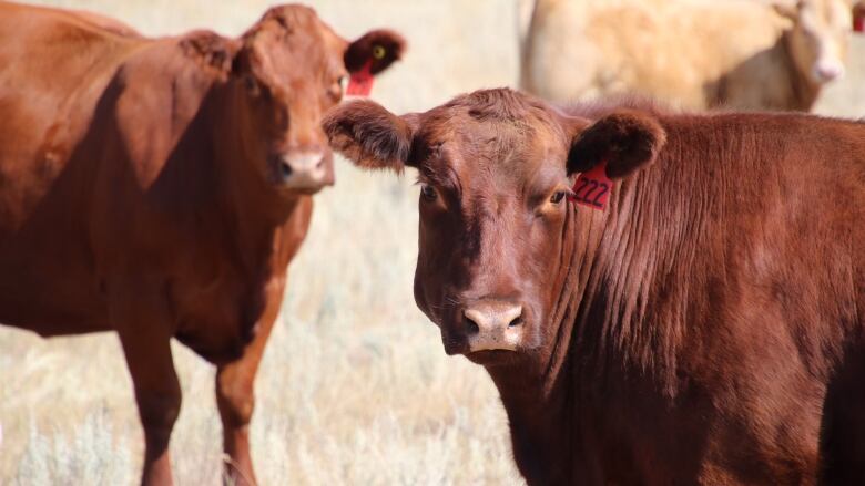 Two reddish-brown cows stand in a field.