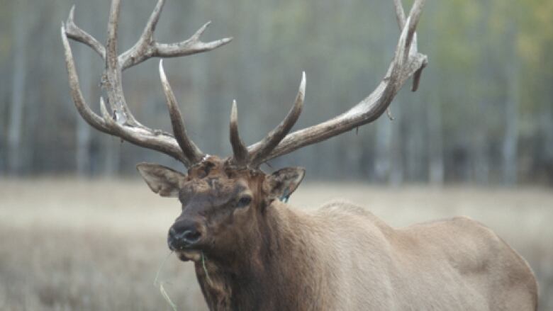 head shot of an elk with full antlers.