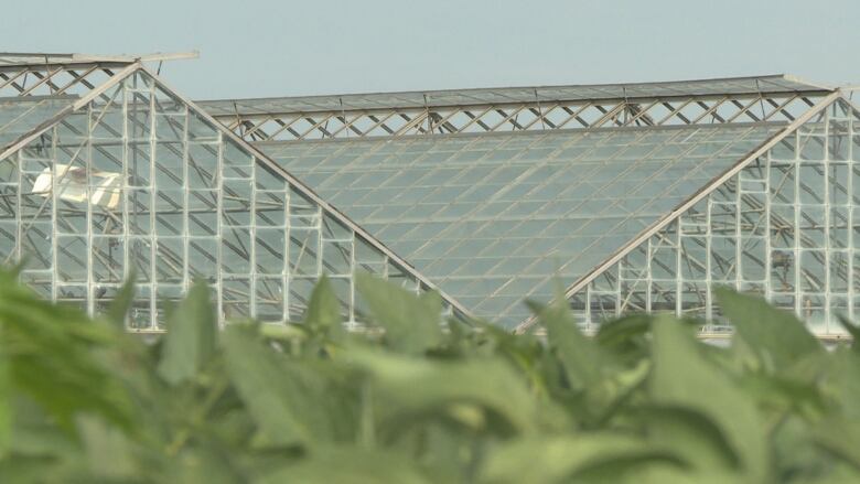 Greenhouses in the background with vegetation in the foreground.