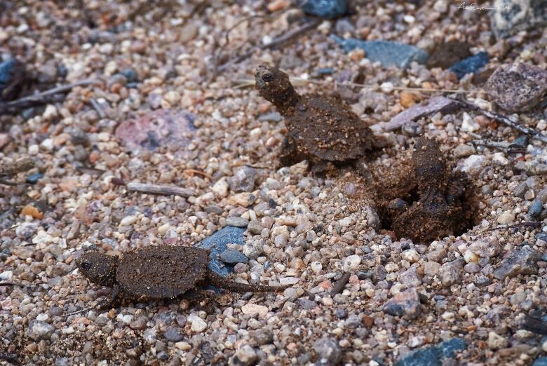 Three baby snapping turtles.