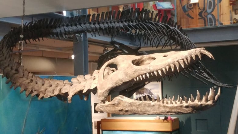 A fossil of a large dinosaur is pictured in a museum.