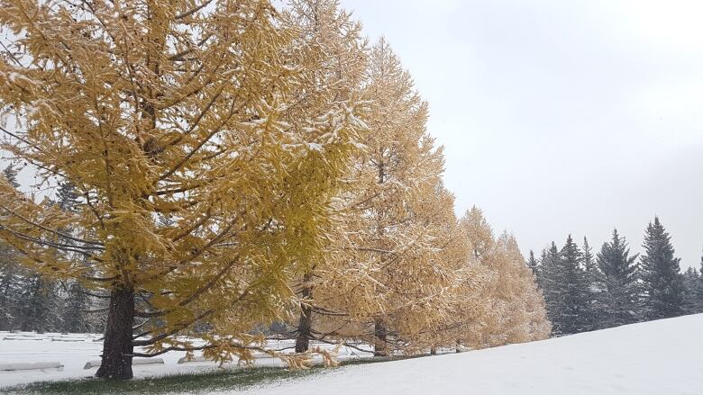 Gold trees stand against a snowy backdrop. 