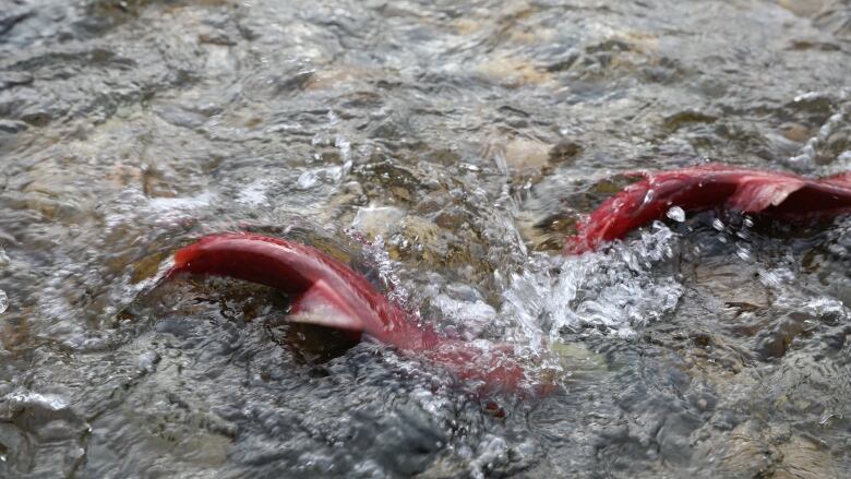 Two red sockeye salmon on the shallow surface of a river