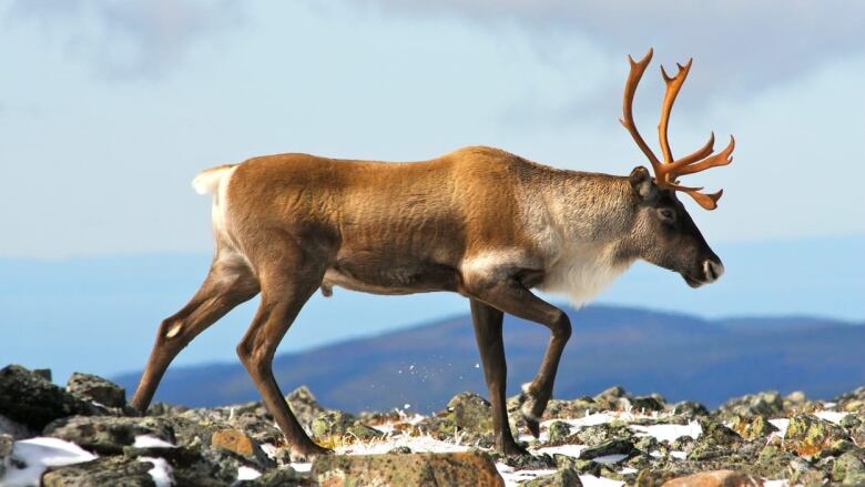 a caribou in Gaspe