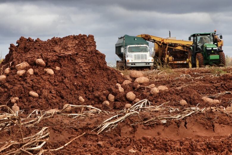 A pile of potatoes left in a field 