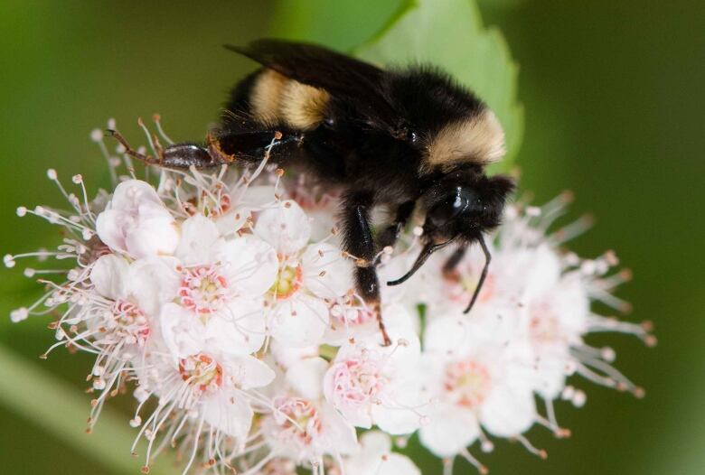 A bumblebee on a white flower with flecks of pink on it.