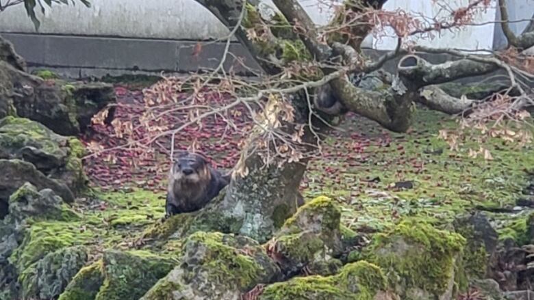 An otter sits in a Chinese garden.