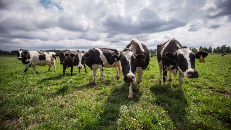 cows in a field