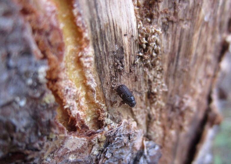 A dead pine beetle is shown on the inside of a piece of bark peeled from a beetle-killed tree near Albany, Wyo.