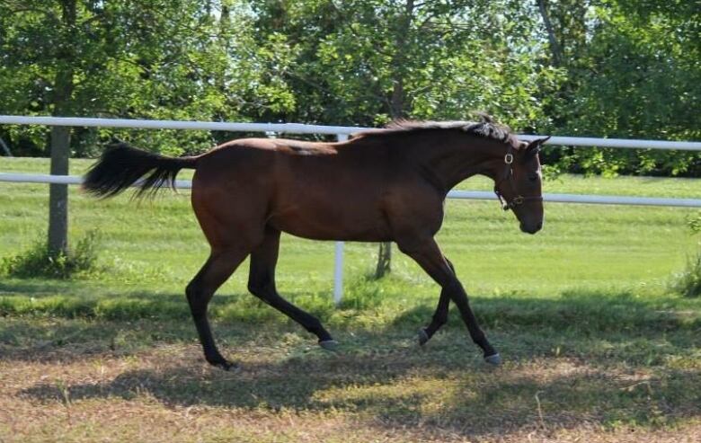 A horse in a fenced field.