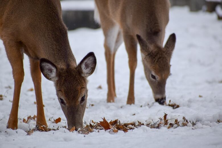 Two deer graze in the snow.