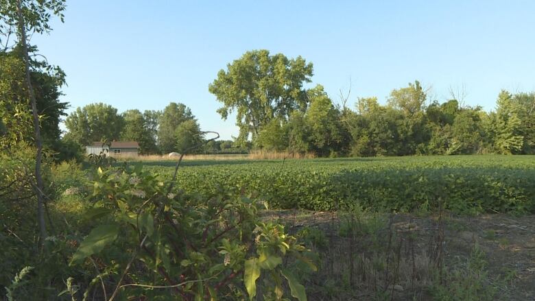 The Nature Conservancy of Canada hopes to restore acres of farmland to wetlands at Pelee Island.