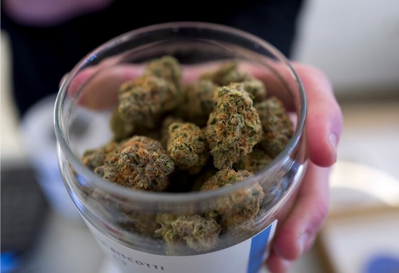 A hand holds a transparent container with marijuana in it.