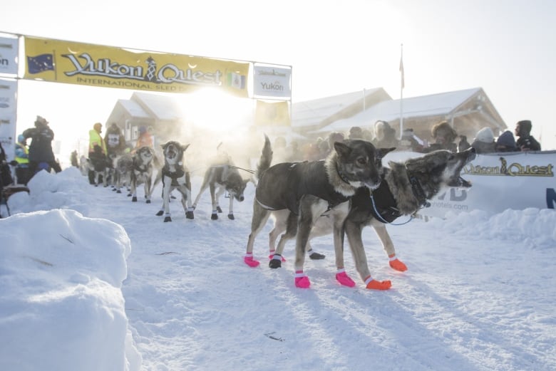 A dog sled team is seen in the snow under a banner reading, 'Yukon Quest.'